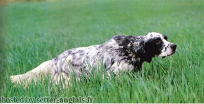 Setter Anglais PIANIGIANI'S ARNO Setter Anglais PIANIGIANI'S ARNO